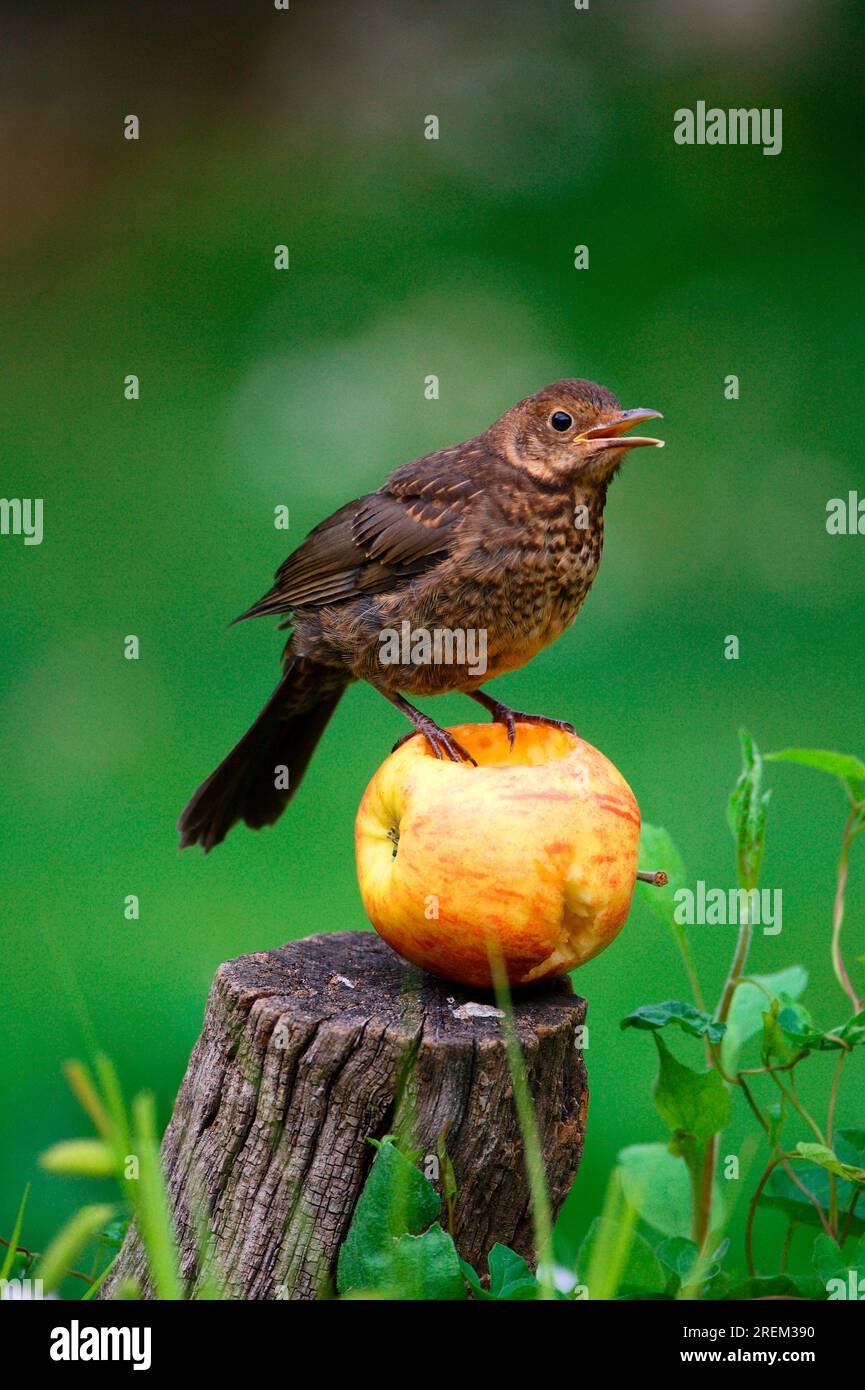 Jeune Blackbird (Turdus merula) sur Apple, Allemagne Banque D'Images