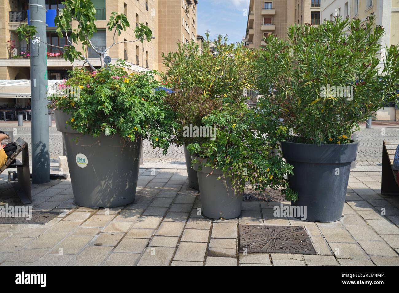Pots de plantes géants le long du quai dans le Vieux-Port de Marseille France Banque D'Images