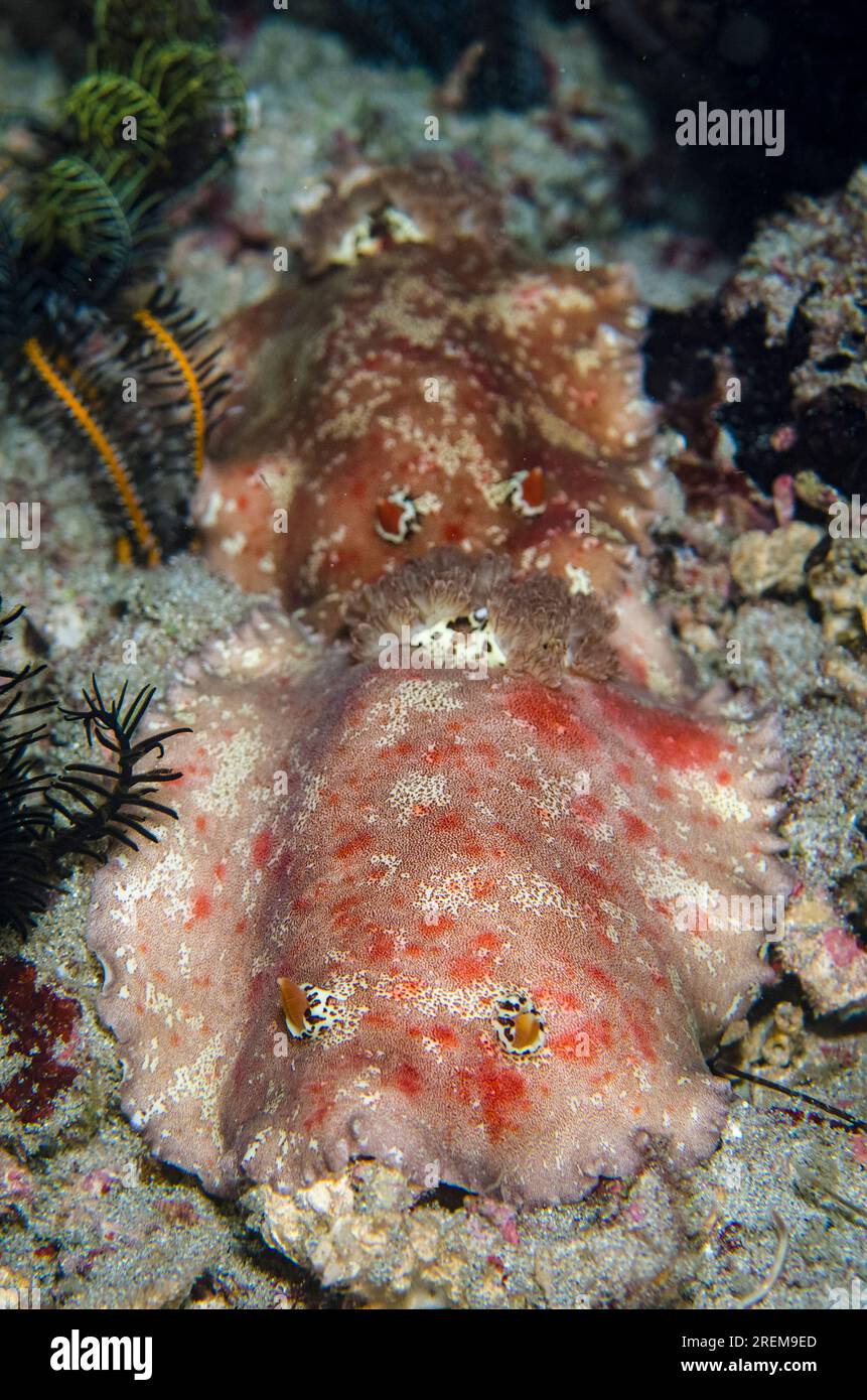 Paire de magnifiques nudibranches Platydoris, Platydoris formosa, plongée de nuit, site de plongée Baung Penyu (mur de corail), près de Blue Lagoon, Padangbai, près de Candi Banque D'Images