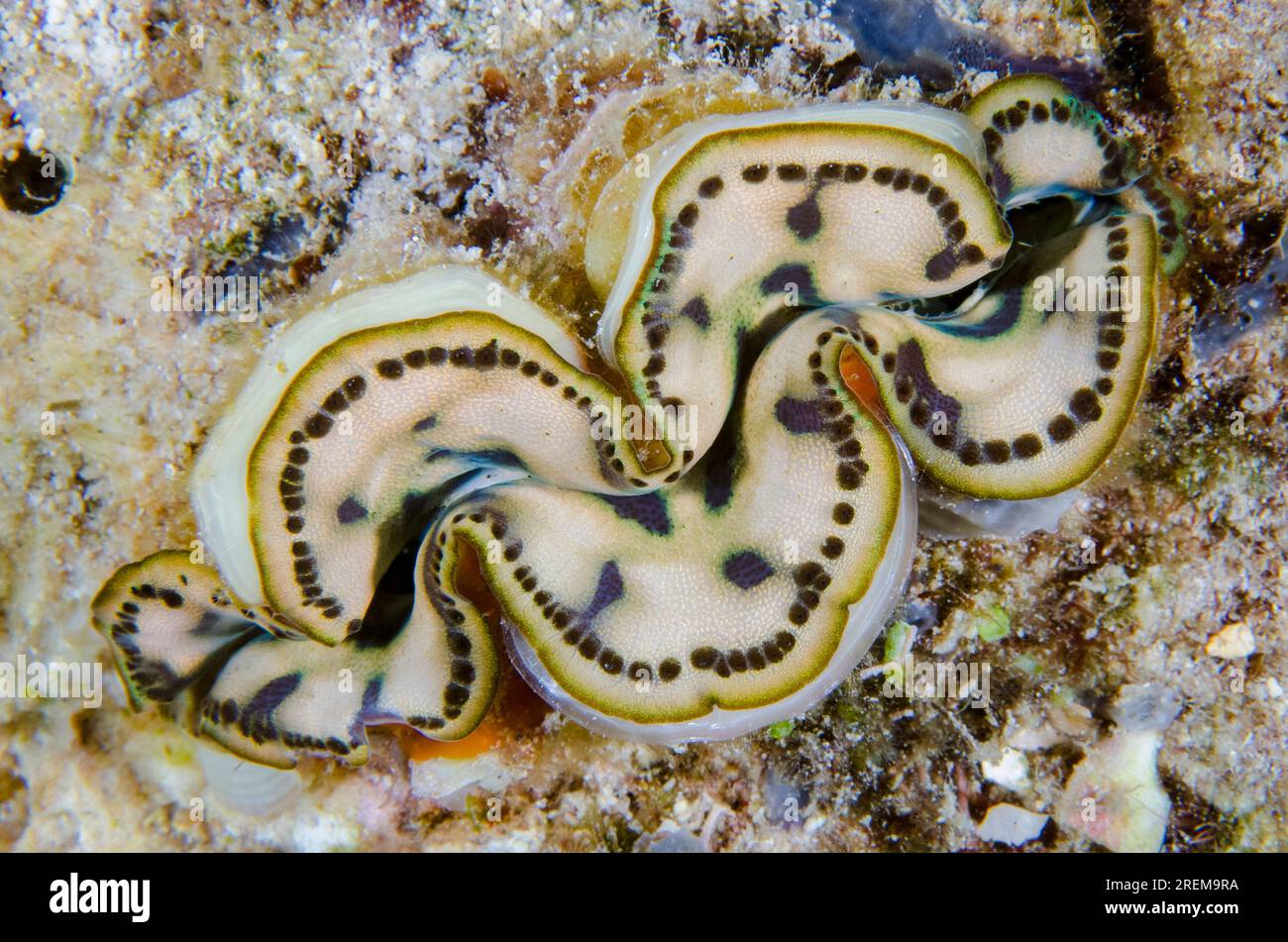 Petite palourde géante, Tridacna maxima, site de plongée Napolean Reef, Pemuteran, Buleleng Regency, Bali, Indonésie Banque D'Images