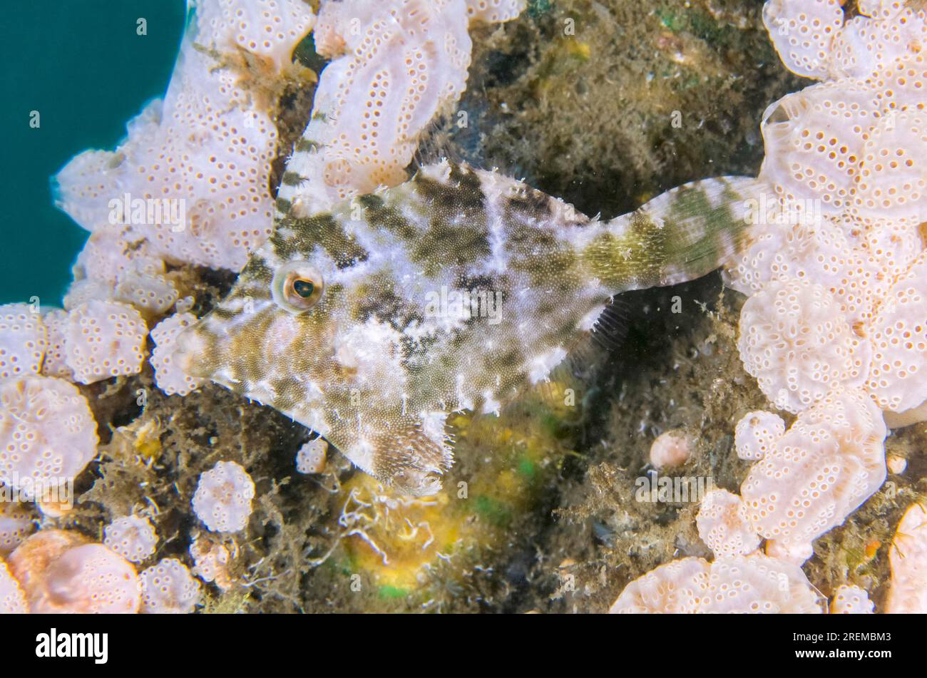 Poissons d'herbiers marins, Acreichthys tomentosus, par tuniciers, famille des Ascidiidae, site de plongée Secret Bay, Gilimanuk, Jembrana Regency, Bali, Indonésie Banque D'Images