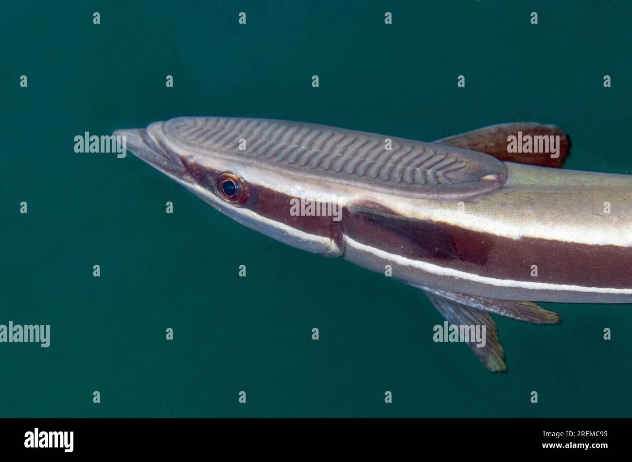 Disque de succion sur Slender Suckerfish, naucrates Echeneis, site de plongée Secret Bay, Gilimanuk, Jembrana Regency, Bali, Indonésie Banque D'Images