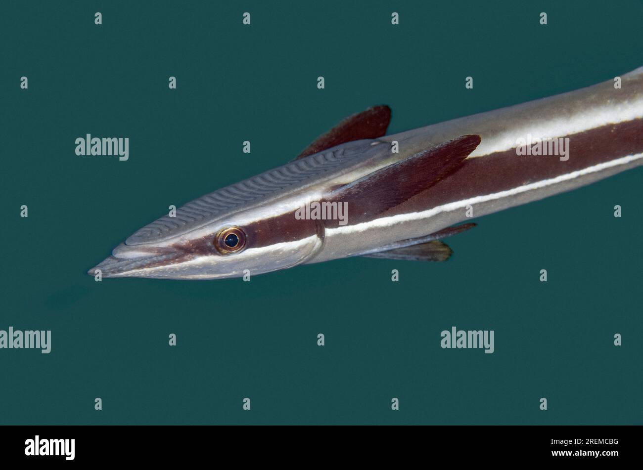 Slender Suckerfish, naucrates Echeneis, site de plongée Secret Bay, Gilimanuk, Jembrana Regency, Bali, Indonésie Banque D'Images