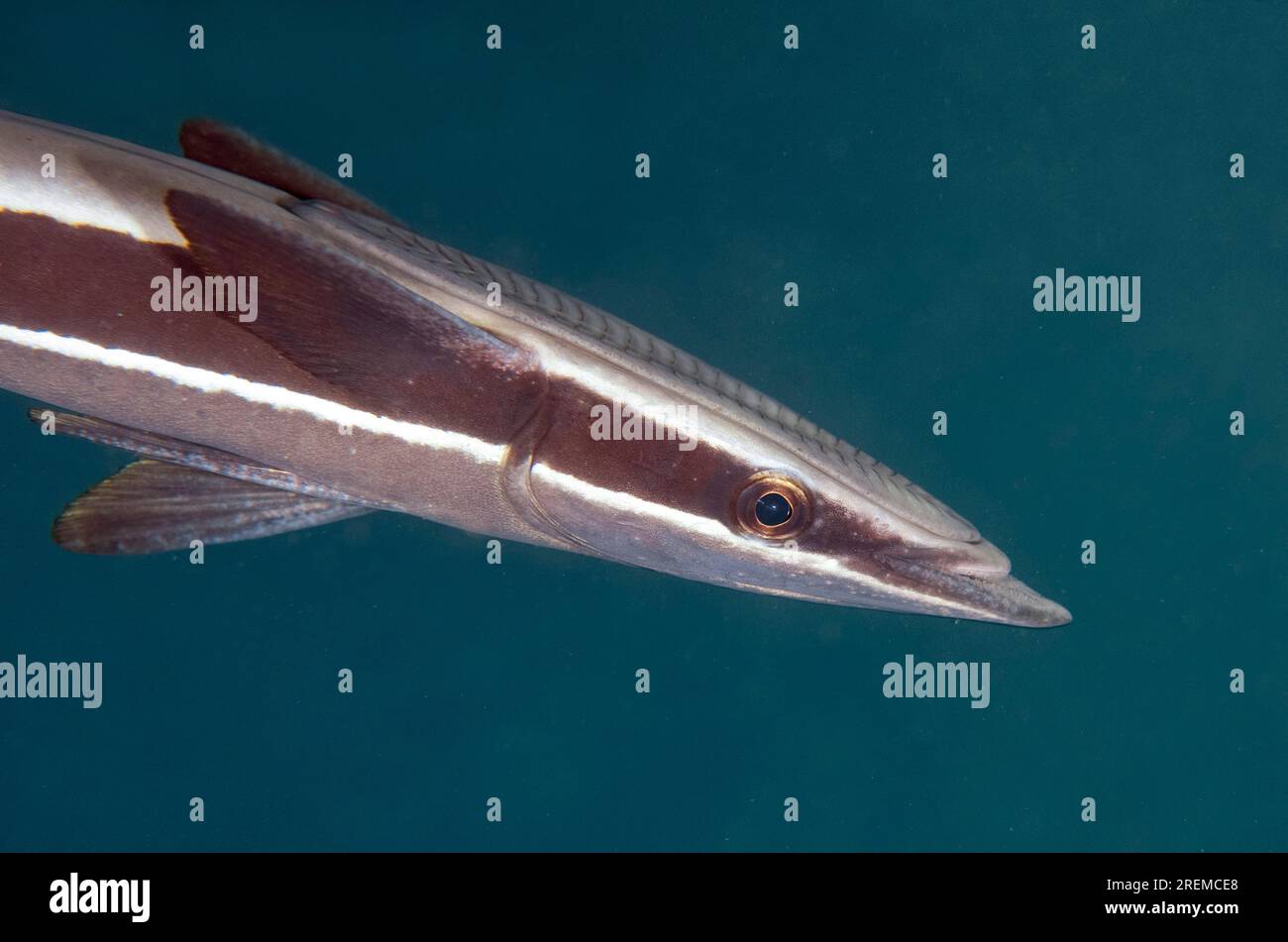 Slender Suckerfish, naucrates Echeneis, site de plongée Secret Bay, Gilimanuk, Jembrana Regency, Bali, Indonésie Banque D'Images