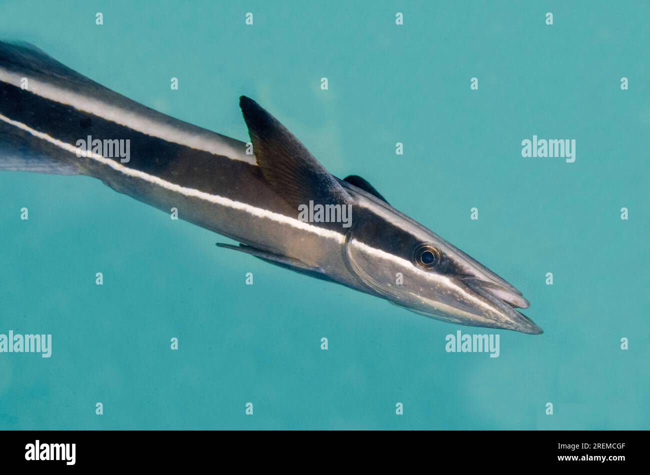 Slender Suckerfish, naucrates Echeneis, site de plongée Secret Bay, Gilimanuk, Jembrana Regency, Bali, Indonésie Banque D'Images
