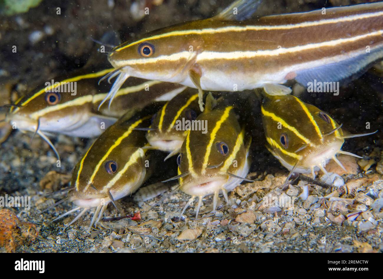 École de poisson-chat rayé, Plotosus lineatus, site de plongée Secret Bay, Gilimanuk, Jembrana Regency, Bali, Indonésie Banque D'Images