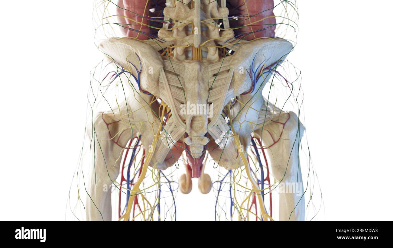 Anatomie de la hanche, illustration. Banque D'Images