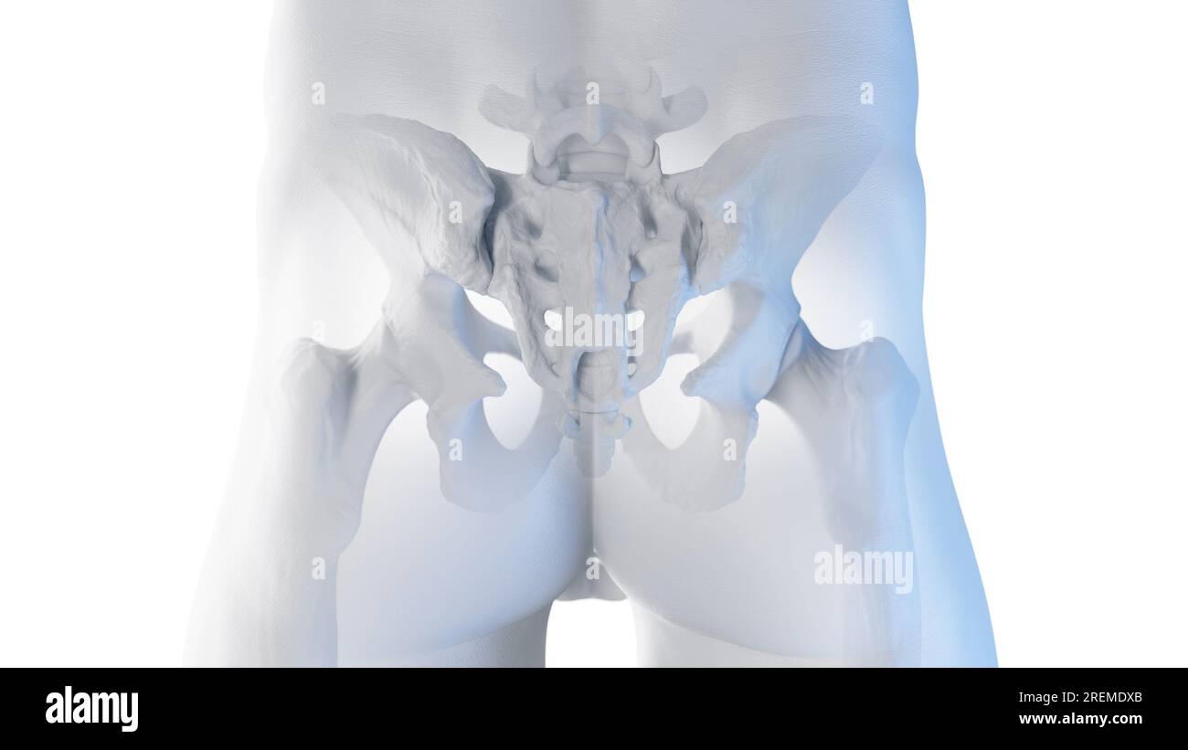 Anatomie squelettique postérieure de la hanche, illustration. Banque D'Images
