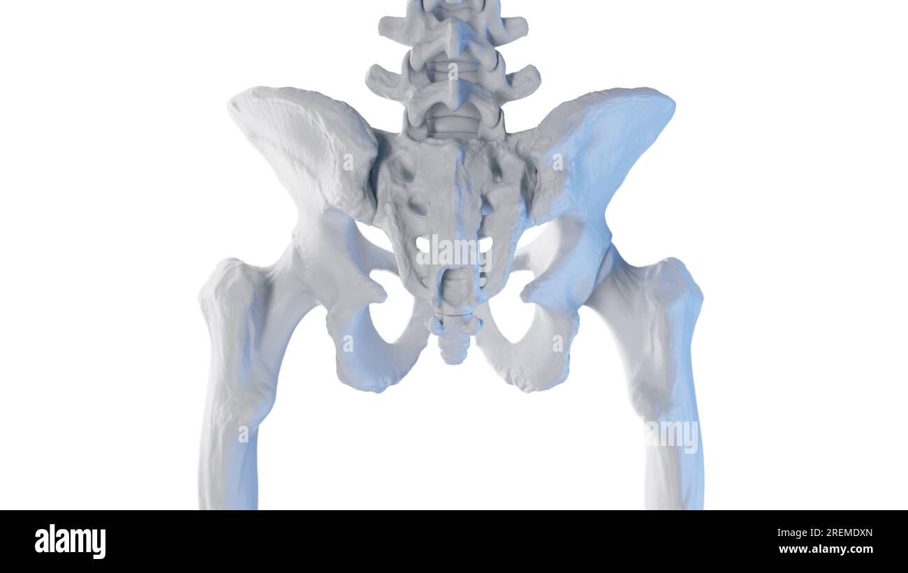 Anatomie squelettique postérieure de la hanche, illustration. Banque D'Images