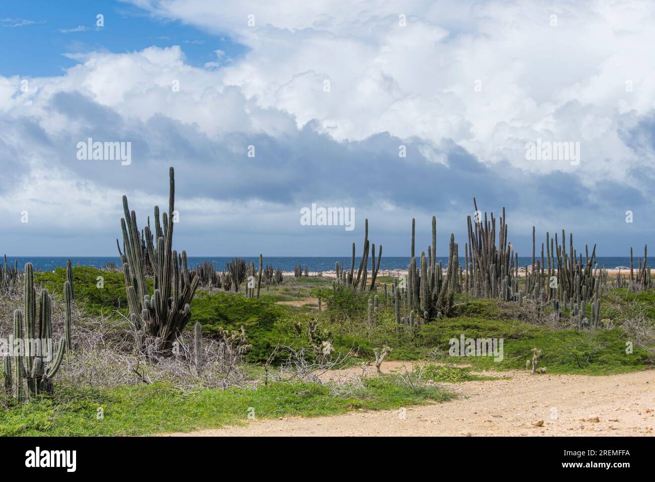 Les cactus dominent le paysage à Boka Onima, côte est de Bonaire, pays-Bas Caraïbes Banque D'Images