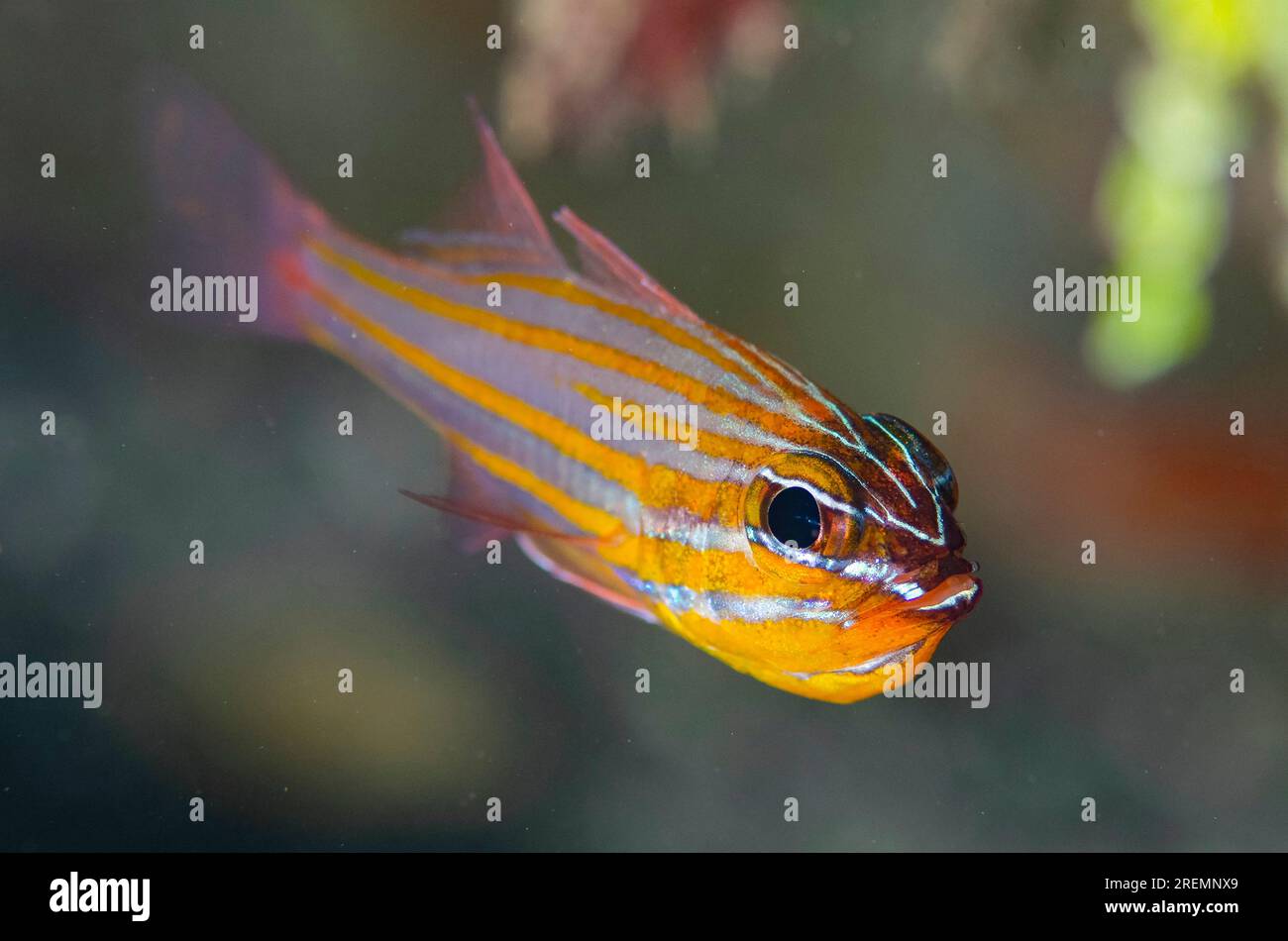 Cardinalfish jaune, Ostorhinchus cyanosoma, site de plongée de Tasi Tolu, Dili, Timor oriental Banque D'Images