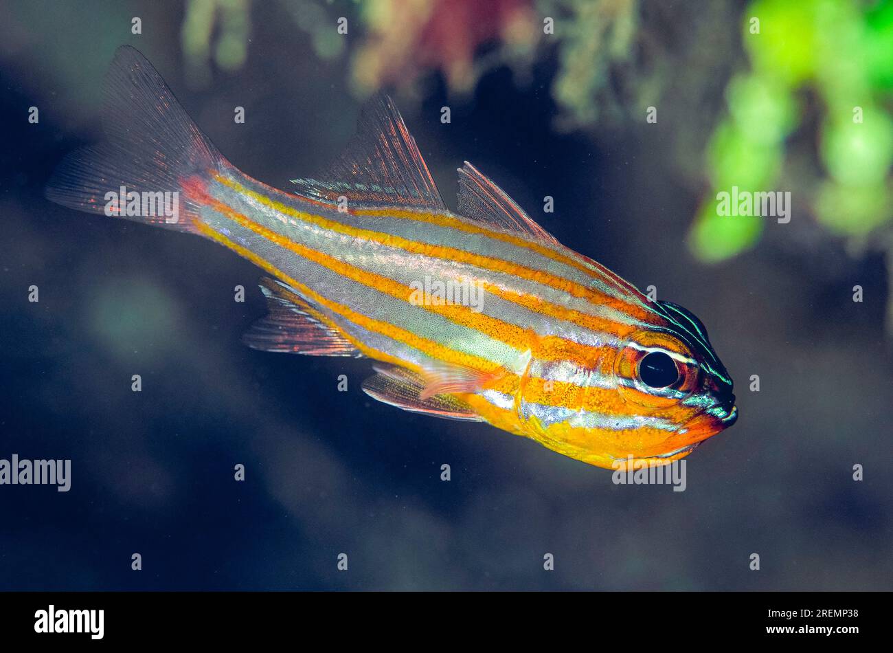 Cardinalfish jaune, Ostorhinchus cyanosoma, site de plongée de Tasi Tolu, Dili, Timor oriental Banque D'Images