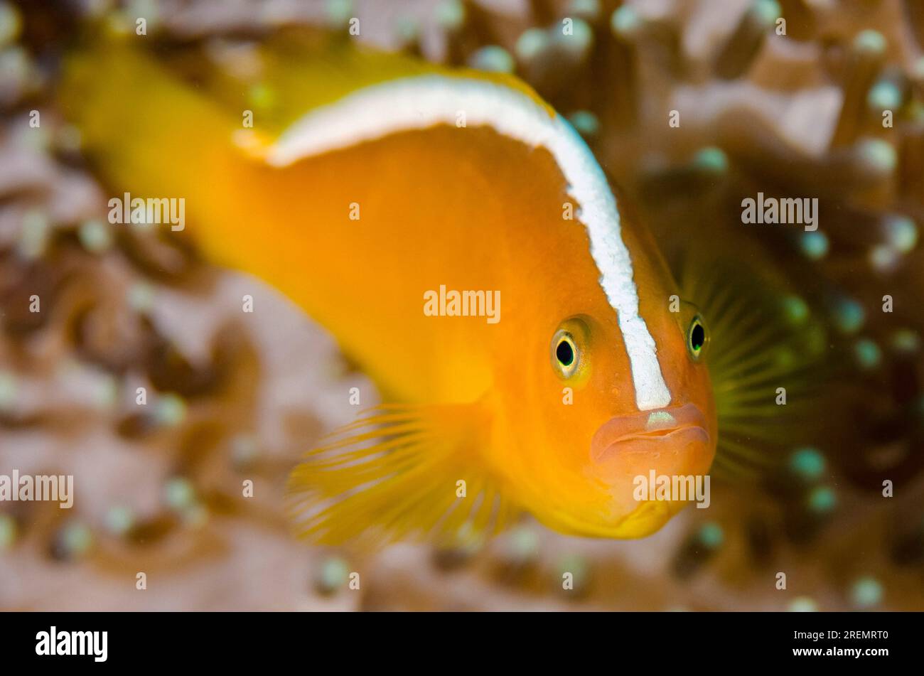 Anémonefish orange, Amphiprion sandaracinos, dans une anémone marécageuse protectrice, Heteractis crispa, site de plongée Lone Tree, Dili, Timor oriental Banque D'Images