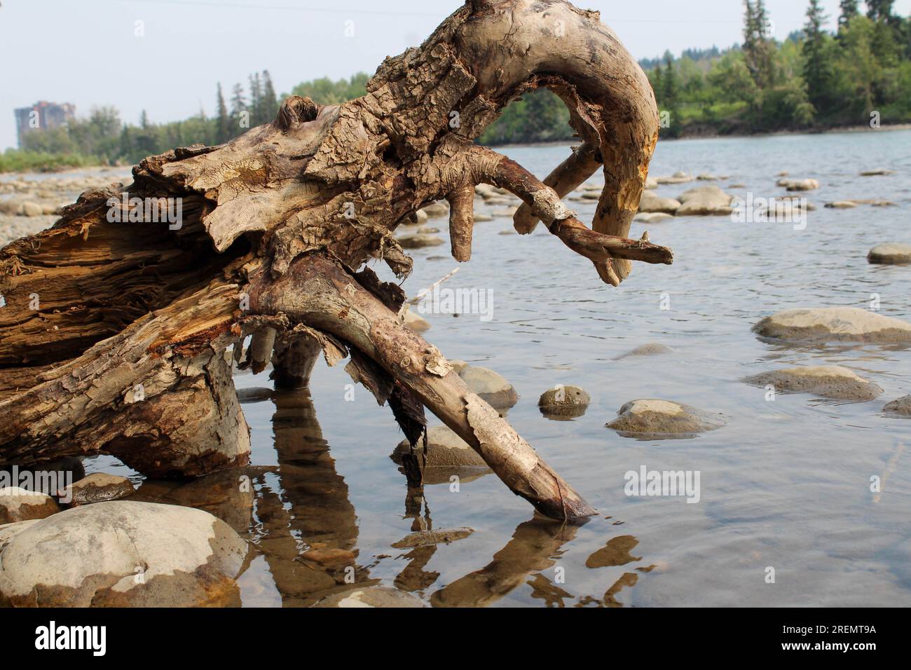 Un arbre mort est tombé dans une rivière, il ressemble à un animal buvant de l'eau. Banque D'Images