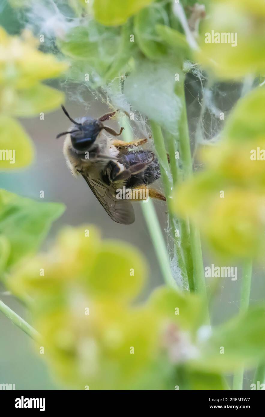 Abeille minière, andrena sp. Pollinisation de l'herbe à feuilles minces, une mauvaise herbe envahissante, au refuge naturel de Trout Brook, à St. Paul, Minnesota, États-Unis. Banque D'Images