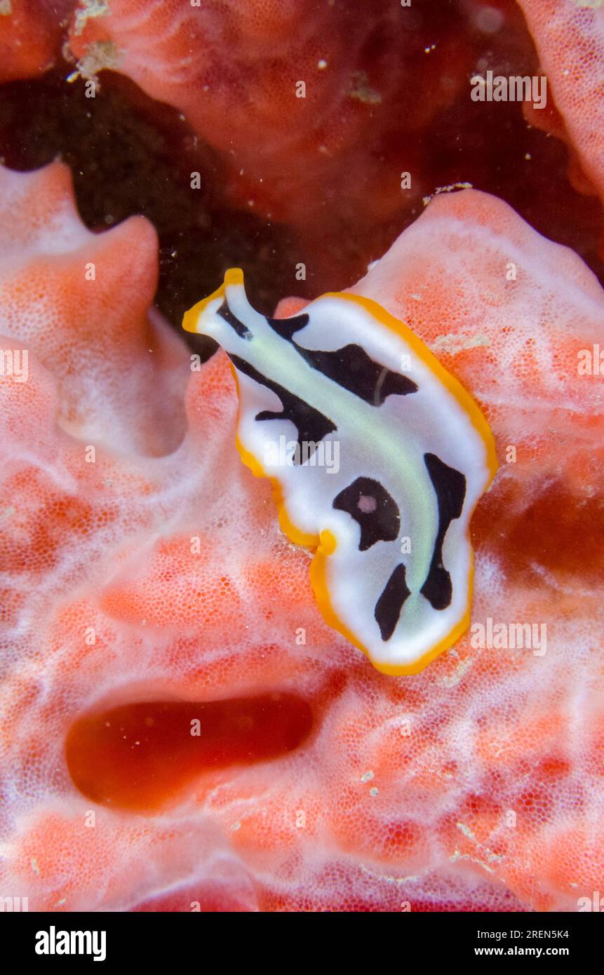 Script Flatworm, Pseudoceros scriptus, site de plongée Tasi Tolu, Dili, Timor oriental Banque D'Images