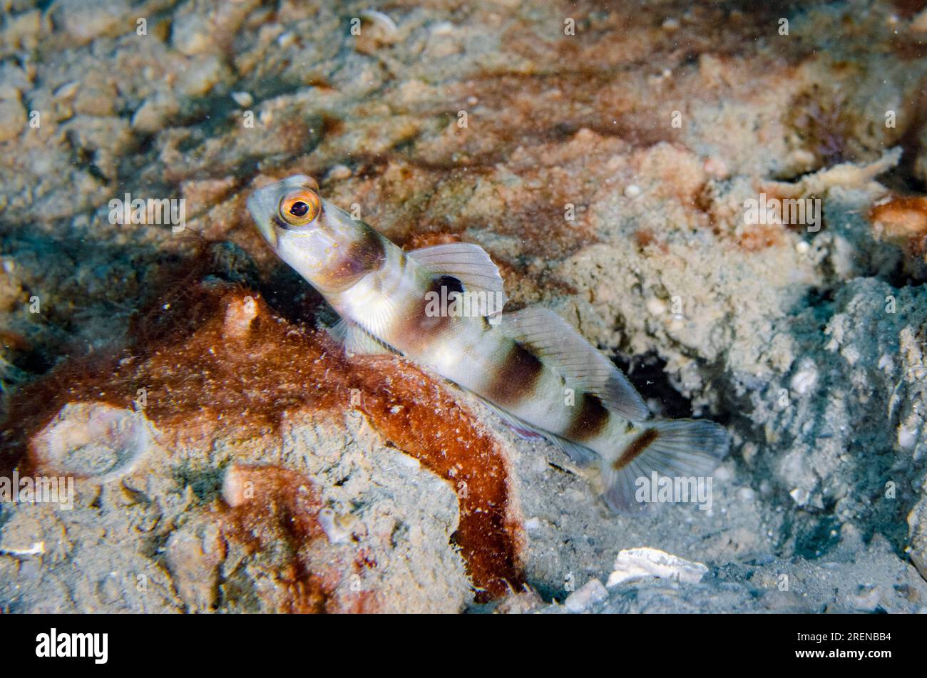 Arcfin Shrimpgoby, site de plongée Amblyeleotris arcupinna Tasi Tolu, Dili, Timor oriental Banque D'Images