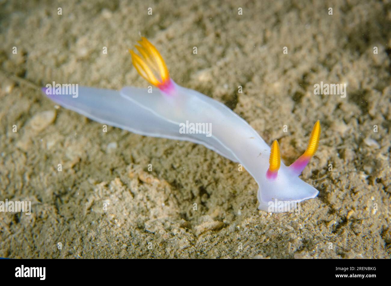 Hypselodoris Nudibranch de Bullock, Hypseldoris bullocki, site de plongée Dili Rock East, Dili, Timor oriental Banque D'Images