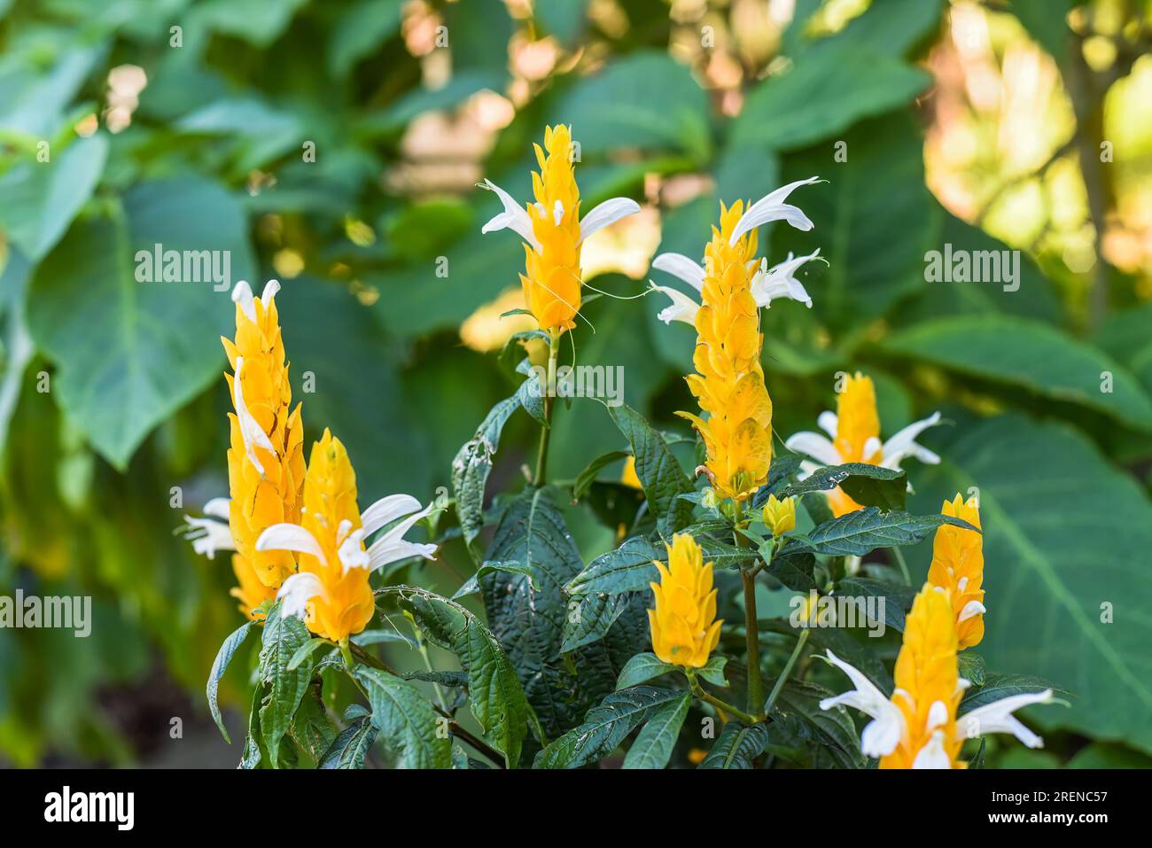 Pachystachys lutea est connue sous le nom de plante de crevettes dorées ou de plante de Lollipop Banque D'Images