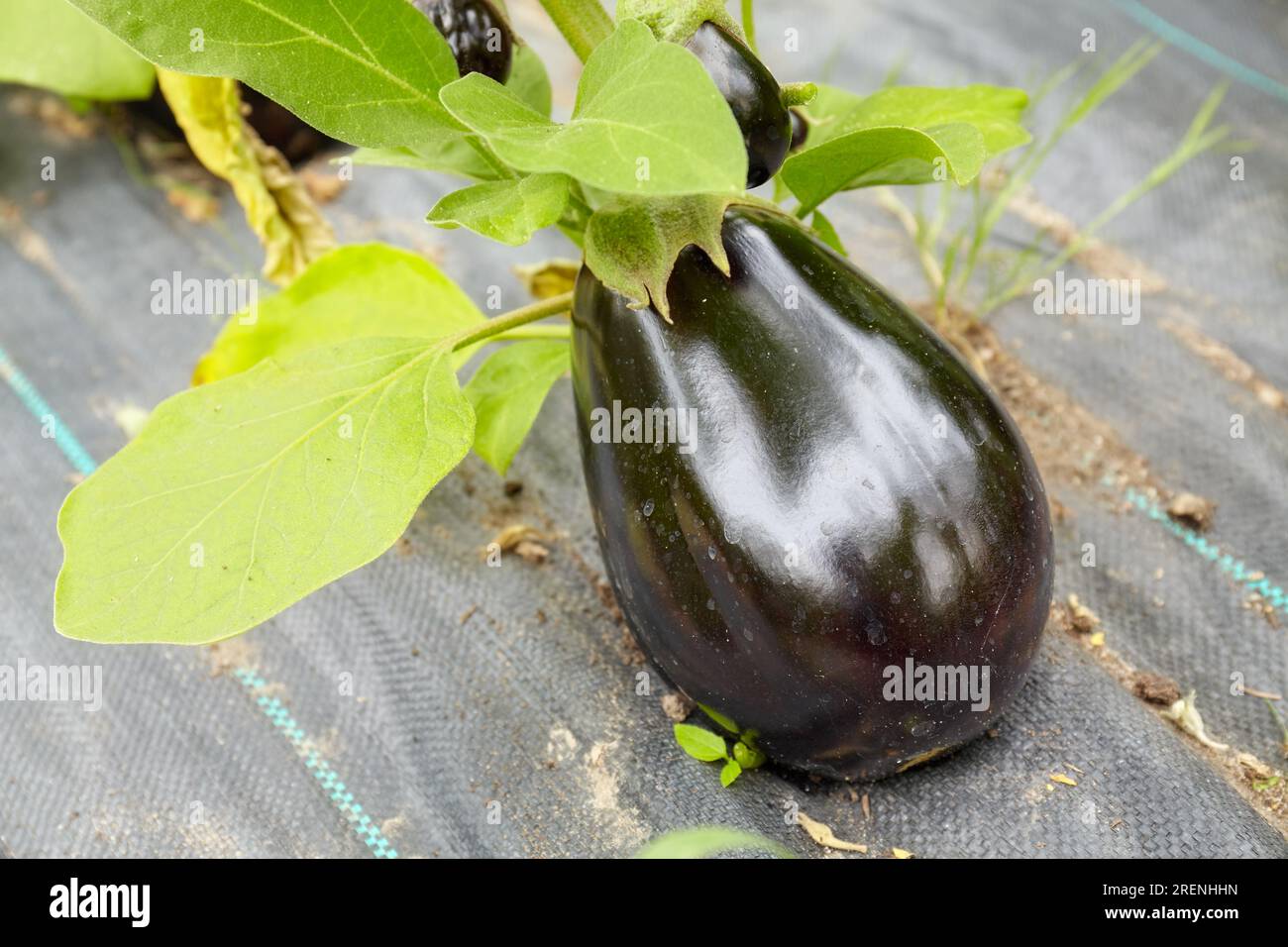 Photo en gros plan d'aubergine biologique cultivée en serre, mise au point sélective. Banque D'Images