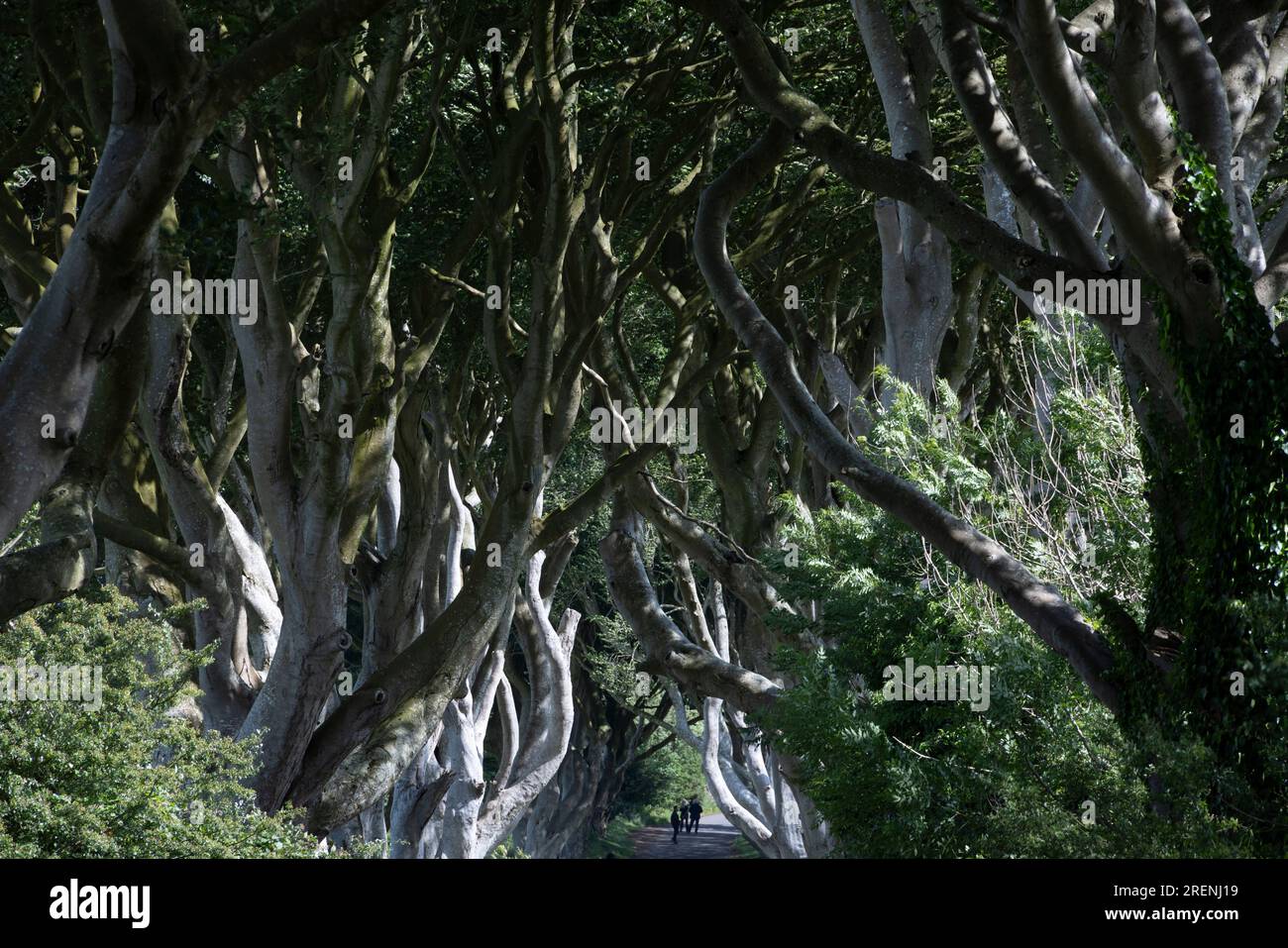 The Dark Hedges, hêtres vieux de 250 ans utilisés comme emplacement à Game of Thrones, Antrim, Irlande du Nord Banque D'Images The Dark Hedges, hêtres vieux de 250 ans utilisés comme emplacement à Game of Thrones, Antrim, Irlande du Nord Banque D'Images