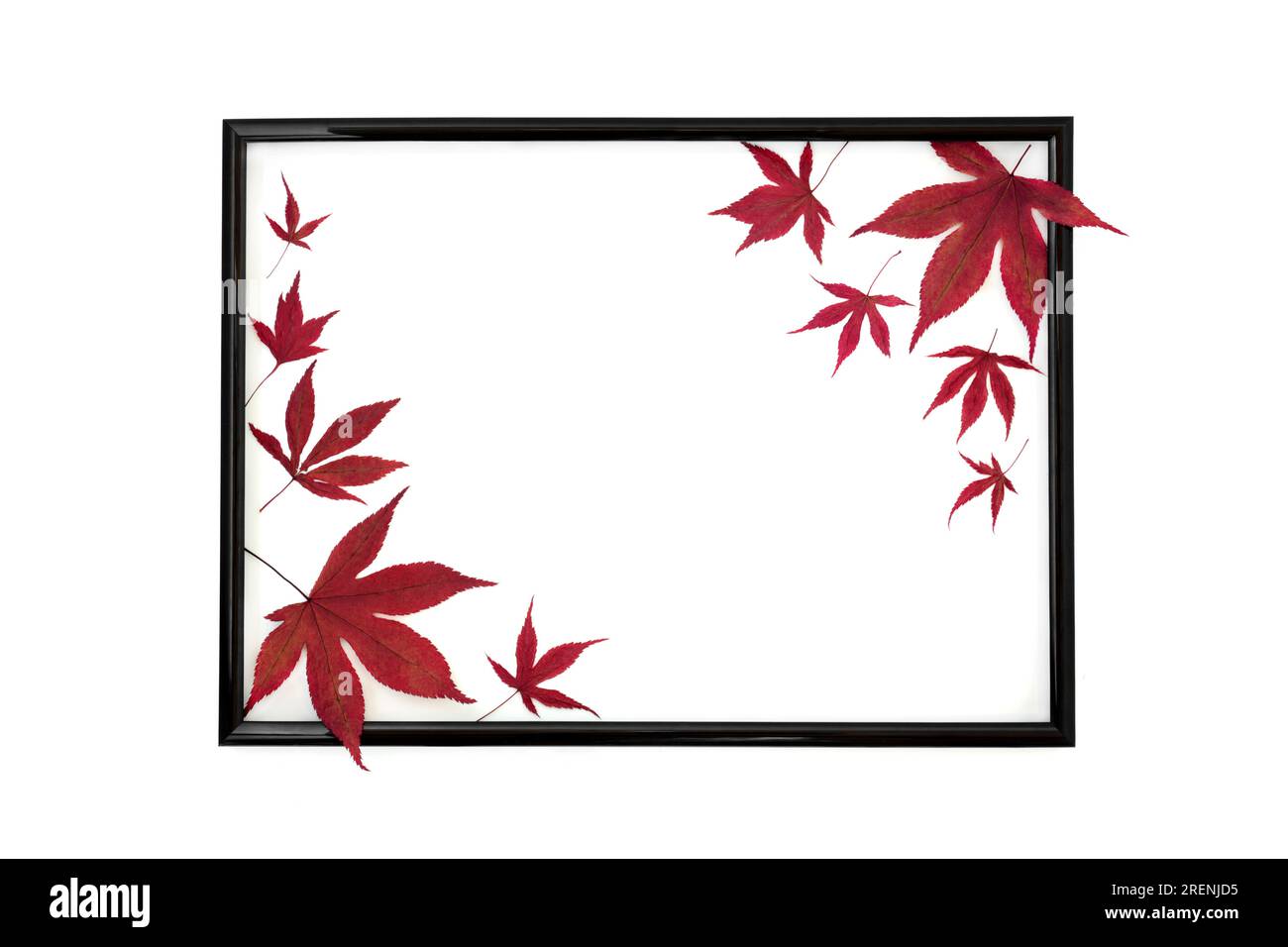 Composition abstraite de feuilles d'érable sur cadre noir sur fond blanc. Conception de feuille rouge automne minimal pour carte, étiquette, invitation, menu. Banque D'Images