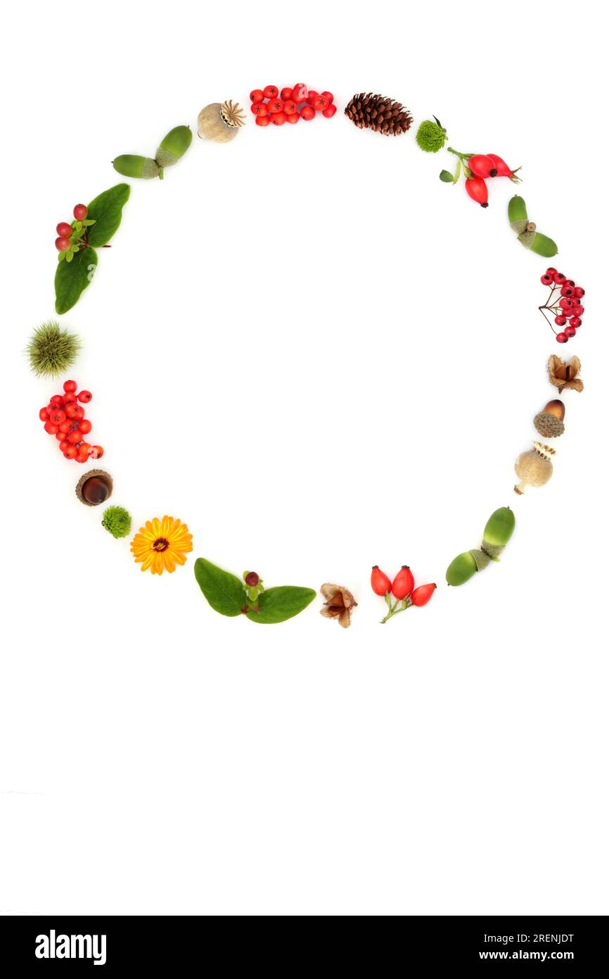 Flore et faune d'automne guirlande de Thanksgiving avec fleurs, noix, conception de fruits de baie sur fond blanc composition saisonnière pour carte, logo. Banque D'Images