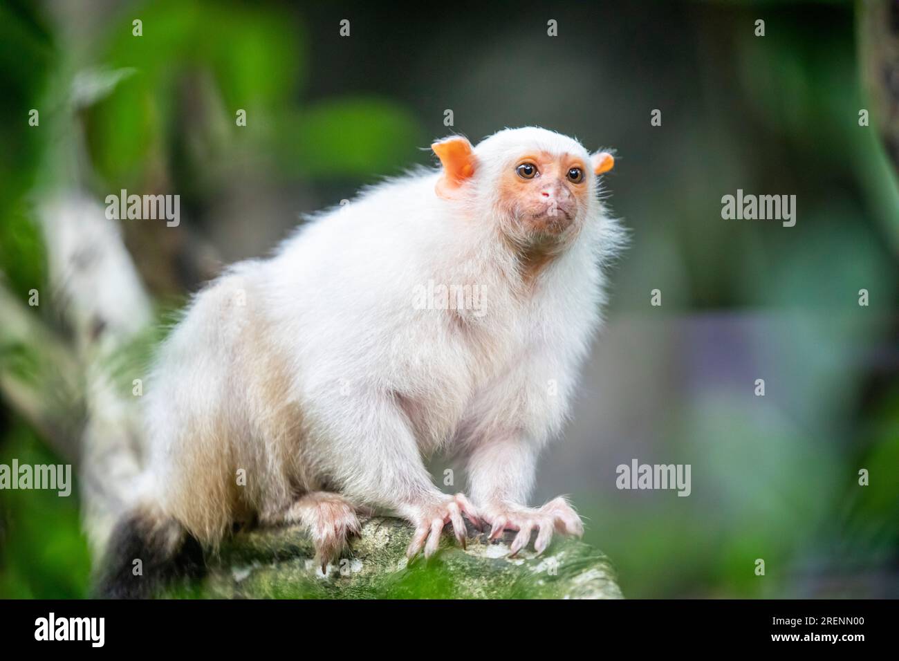 Le marmouset argenté (Mico argentatus) est un singe du Nouveau monde qui vit dans la forêt amazonienne orientale au Brésil. La fourrure est de couleur argent blanchâtre Banque D'Images