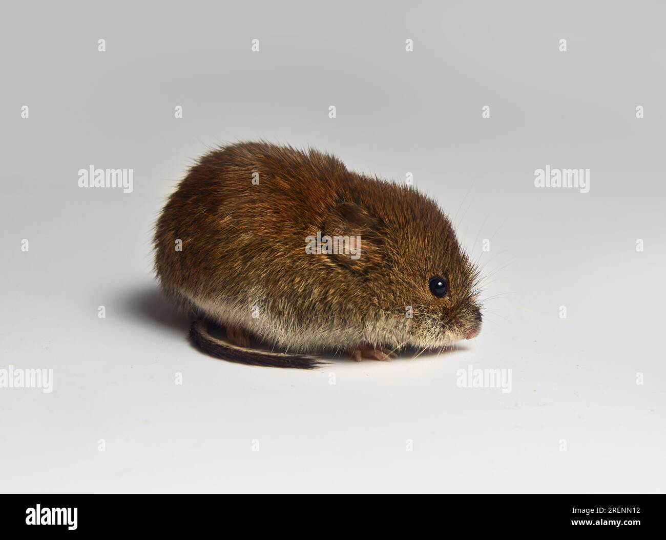 Theriologie. Rongeurs ressemblant à des souris des forêts boréales et de la toundra des Theriologie. Rongeurs ressemblant à des souris des forêts boréales et de la toundra des