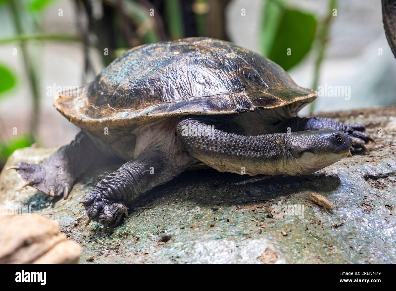 La tortue à col de serpent de l'île Roti (Chelodina mccordi ) est une espèce de tortue en danger critique d'extinction de l'île Rote en Indonésie. Banque D'Images