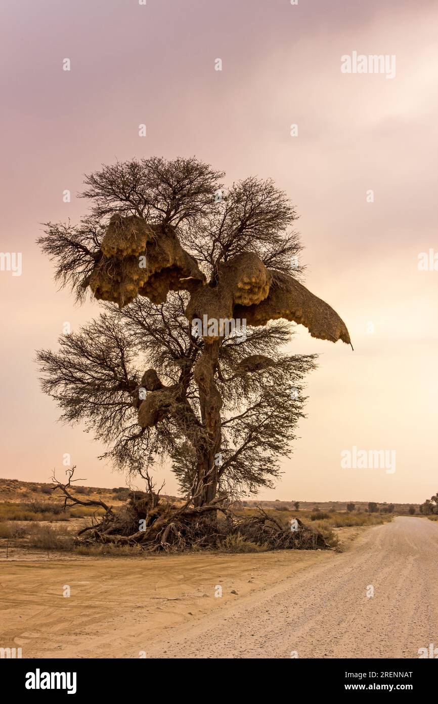 Arbre emblématique du Kalahari à l'aube. Banque D'Images