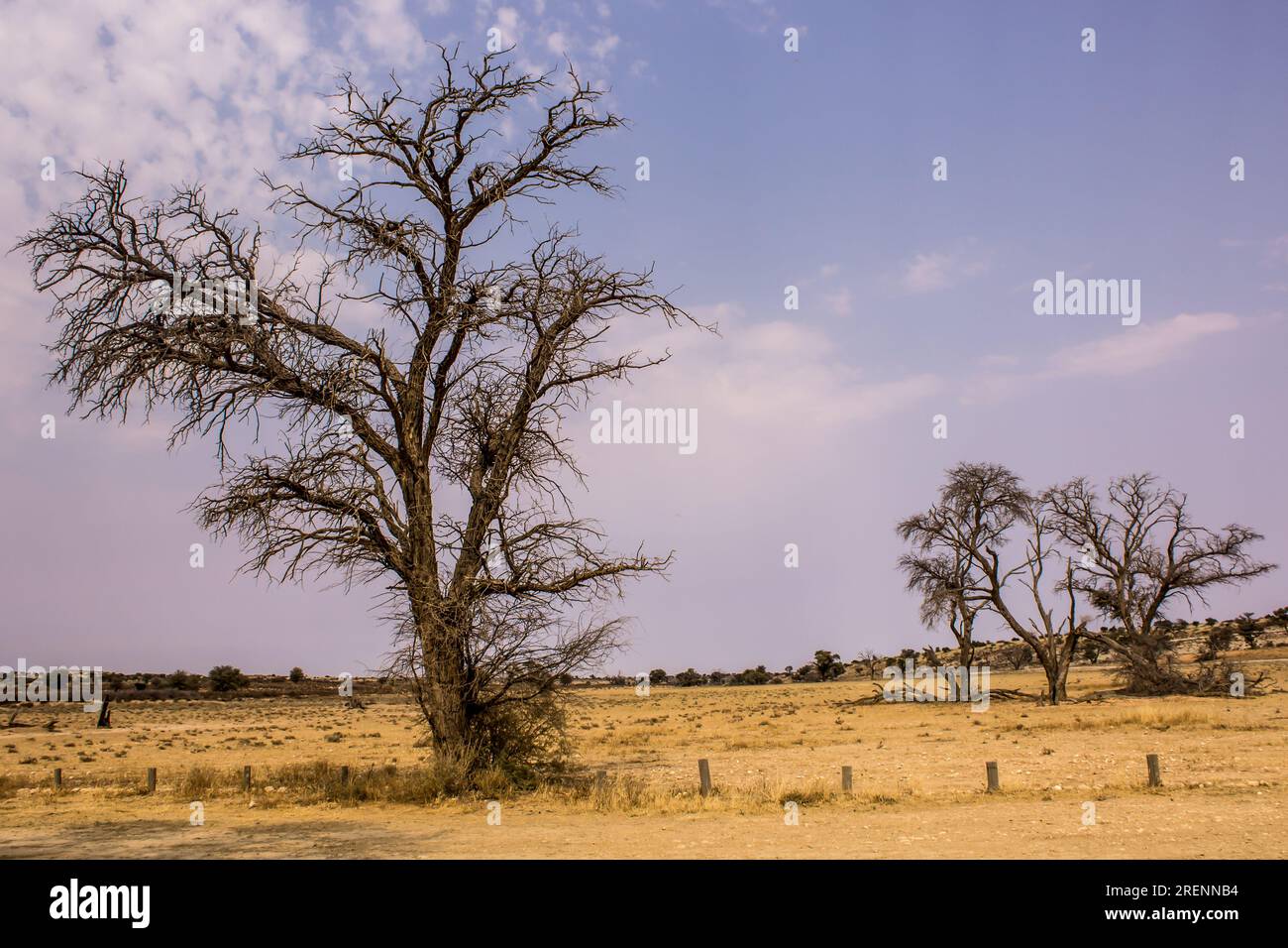 Le désert de sable aride Kalahari avec seulement quelques caméliques Banque D'Images