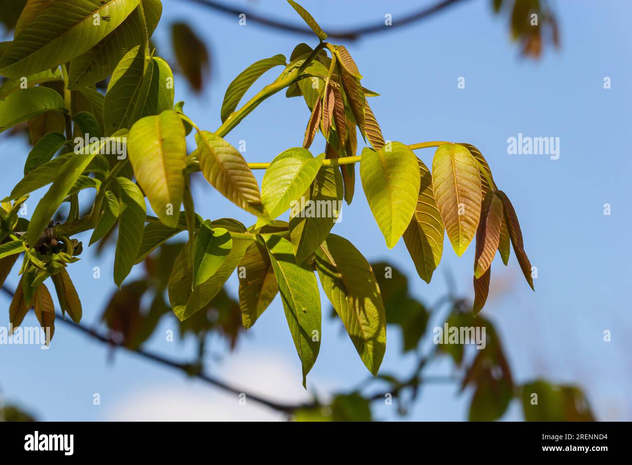 Brindilles de noyer au printemps, feuilles de noyer et chatons en gros plan. Fleurs de noyer, jeunes feuilles de l'arbre au printemps, nature à l'extérieur. Banque D'Images