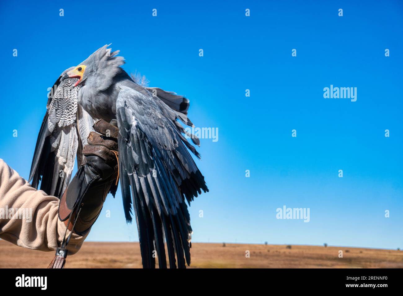 Chasse, vautour égyptien site sur le gant en cuir d'entraîneur, fond de ciel de désert Banque D'Images
