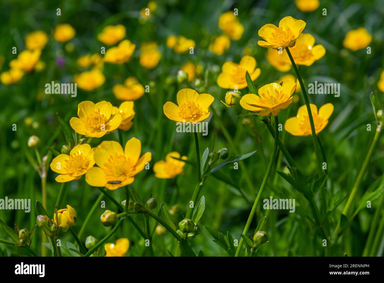 Le Ranunculus repens, la coupe de beurre rampante, est une plante à fleurs de la famille des Ranunculaceae, dans le jardin. Banque D'Images