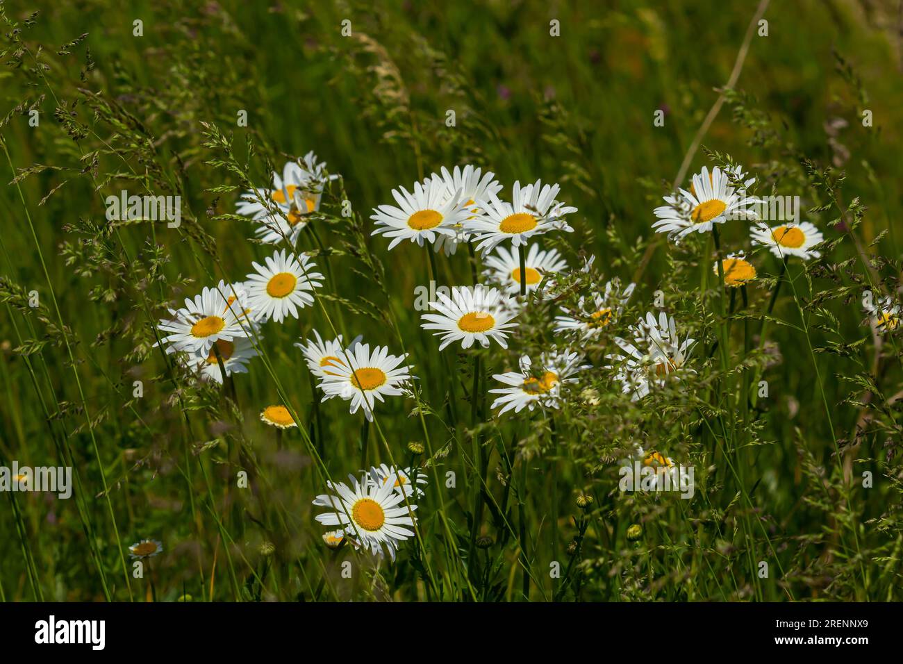 Fleurs sauvages de Marguerite poussant sur la prairie, chamomiles blancs. Daisy d'Oxeye, Leucanthemum vulgare, Daisy, Dox-eye, Marguerite commune, Marguerites de chien, concep de jardinage Banque D'Images