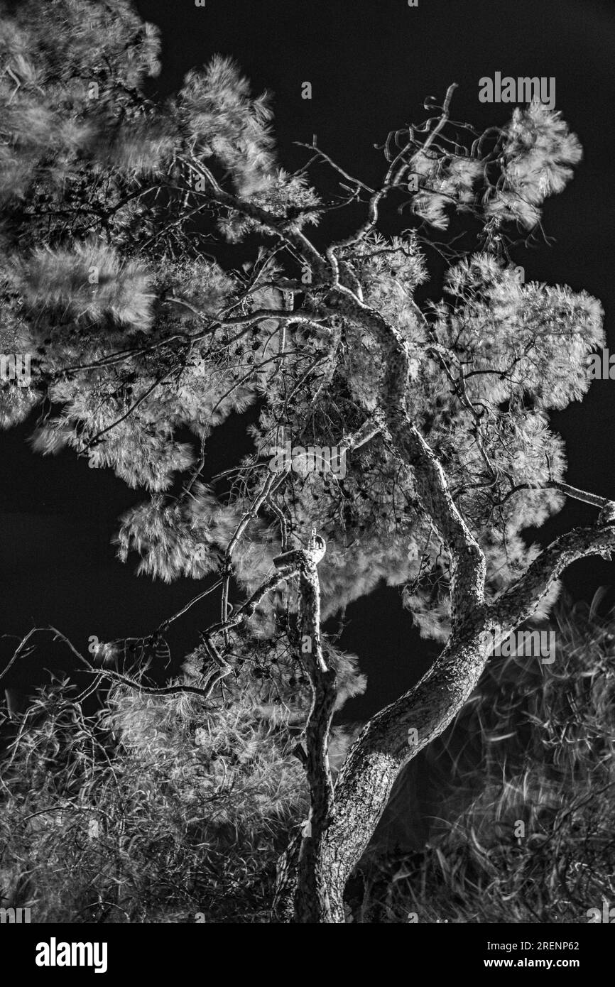 Photographie abstraite. Délibérément secoué, flou, exposé de manière incohérente. Photographie de rue créative traitée numériquement. Banque D'Images