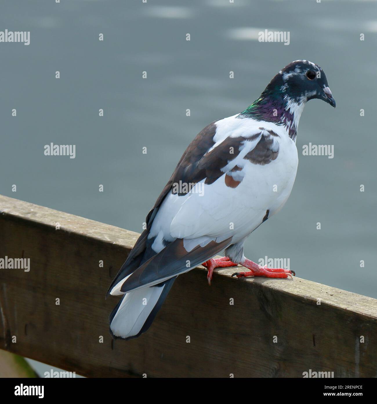 Un pigeon sauvage, sauvage, debout sur une clôture brune surplombant la mer. Le pigeon est noir et blanc avec des reflets verts, violets et bleus. Banque D'Images