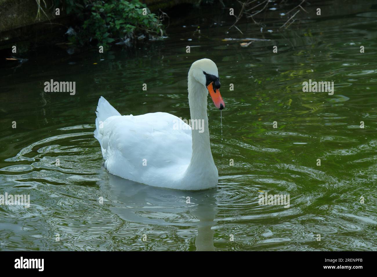 Un cygne blanc nageant dans l'eau calme, bec orange et noir, ondulations de l'eau. Banque D'Images