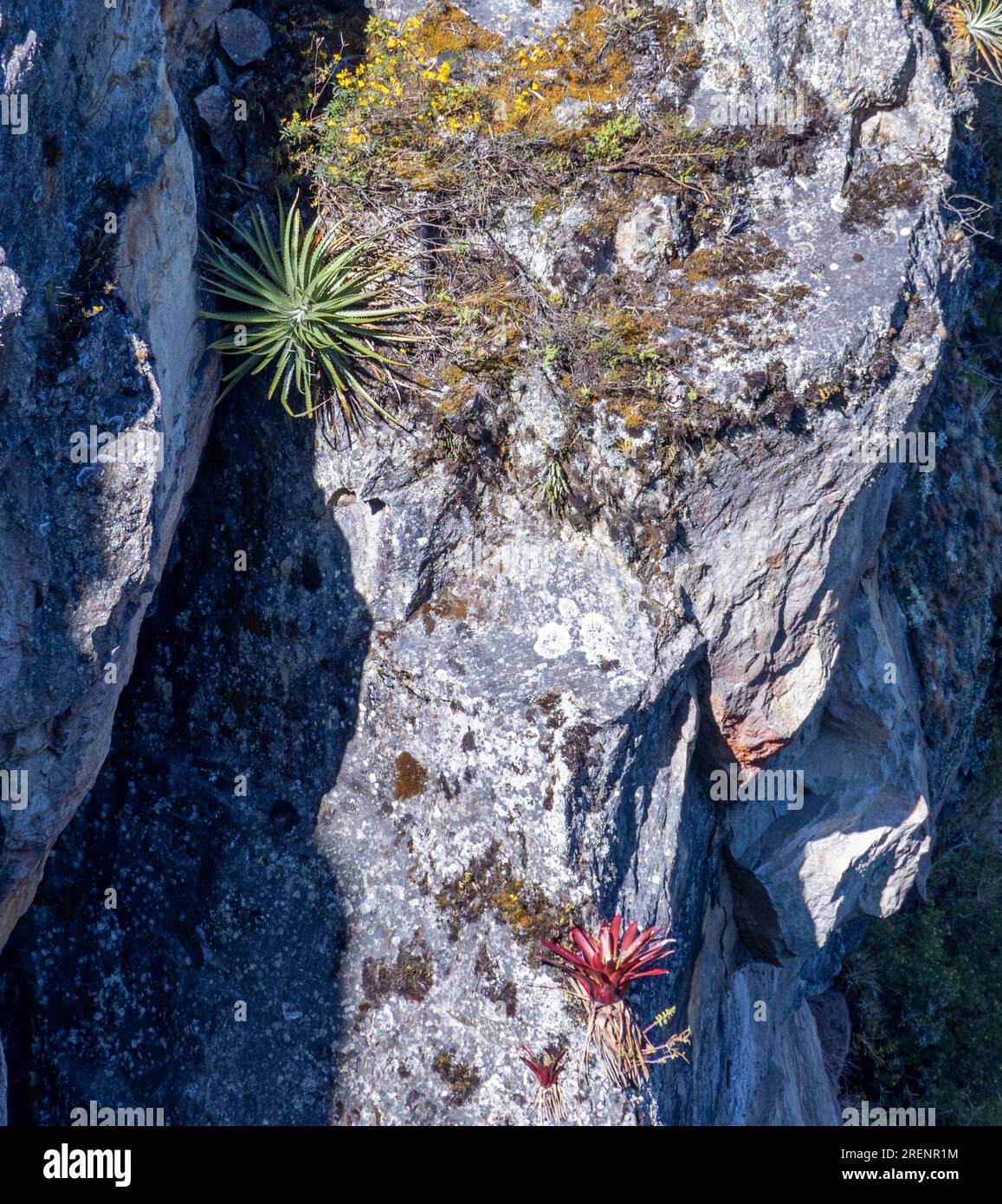 Plantes Hectia vertes et rouges poussant horizontalement à partir de la paroi verticale de la falaise, Pérou, Amérique du Sud Banque D'Images