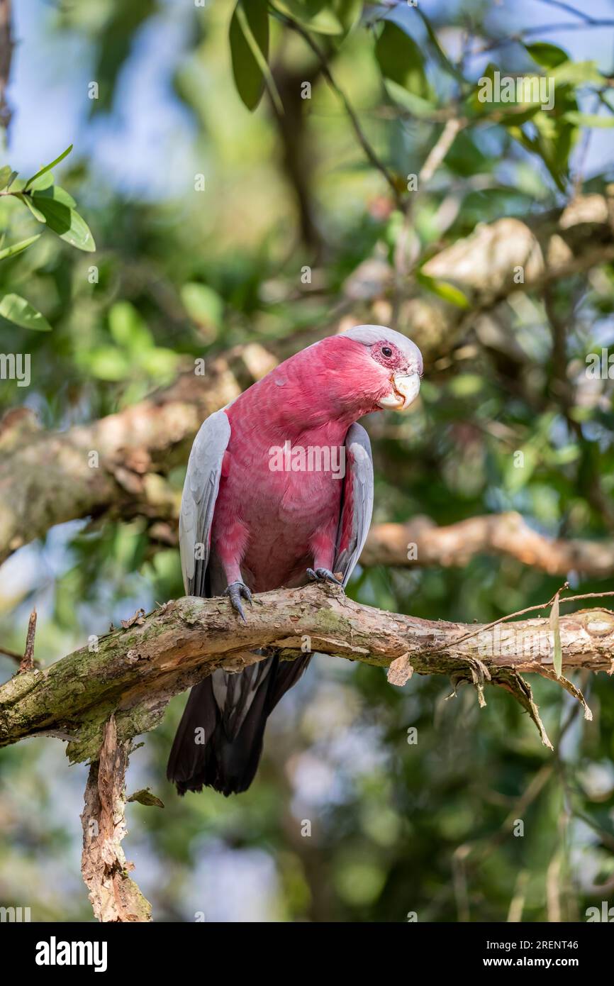 Image rapprochée de la galah (Eolophus roseicapilla). Le galah est l'un des cacatoès les plus communs et les plus répandus, et on le trouve en plein pays Banque D'Images