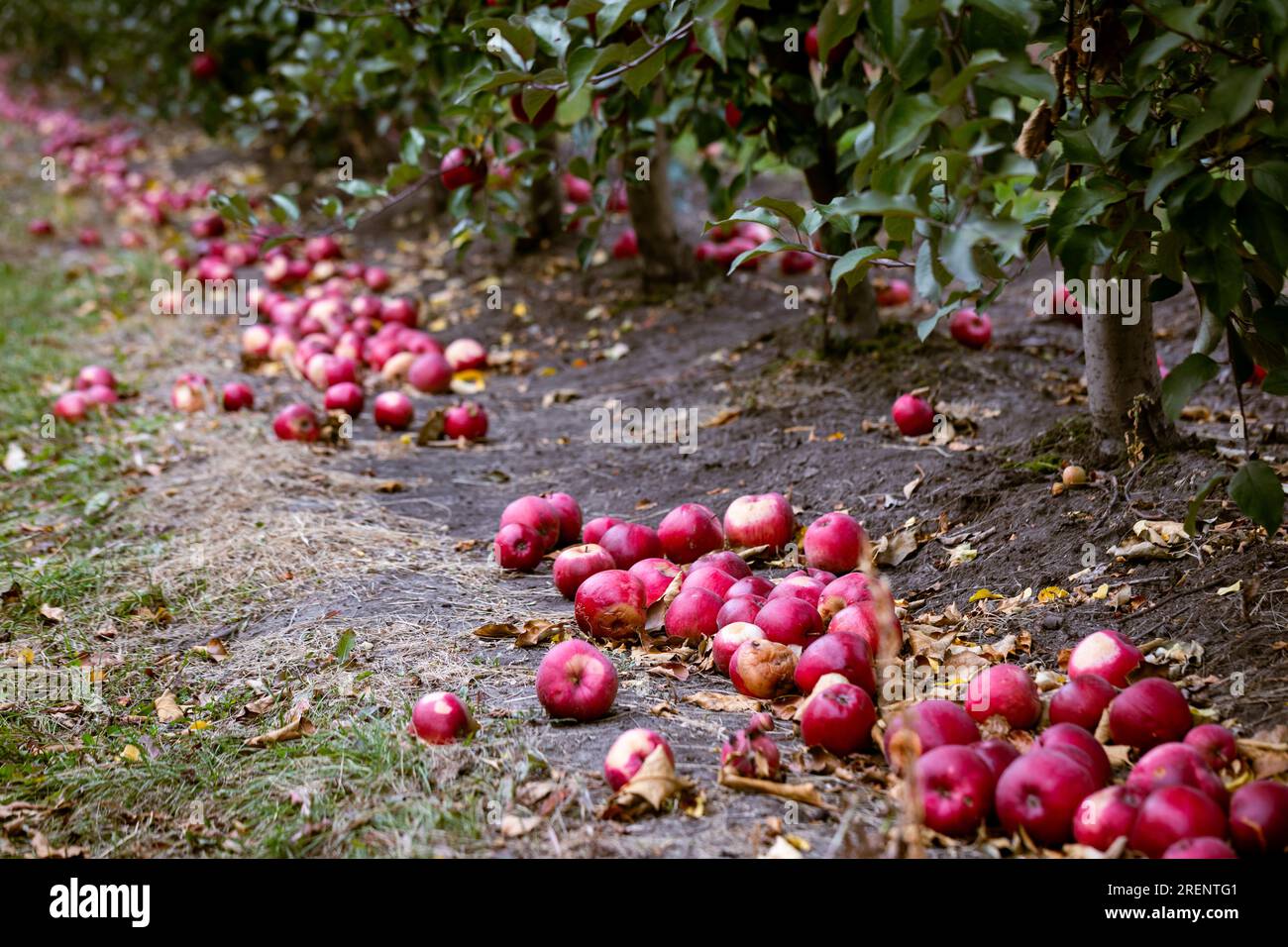 Les fruits trop mûrs qui sont tombés au sol ne sont pas considérés comme en état. Ils seront pour le traitement. Fruits mûrs de pommes rouges sur le gr Banque D'Images