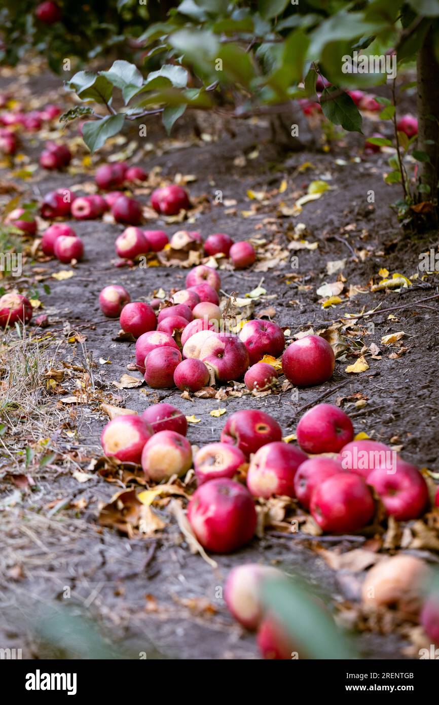 Les fruits trop mûrs qui sont tombés au sol ne sont pas considérés comme en état. Ils seront