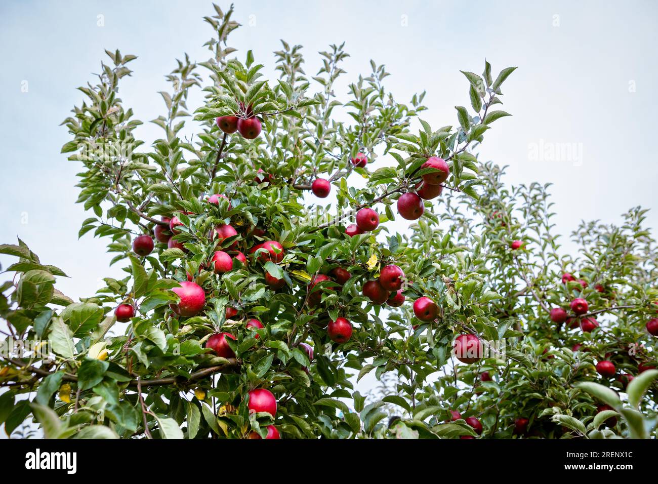 Fruits mûrs de pommes rouges sur les branches de jeunes pommiers. Journée de récolte d'automne dans les vergers de fermier dans la région de Bukovyna, Ukraine. Banque D'Images