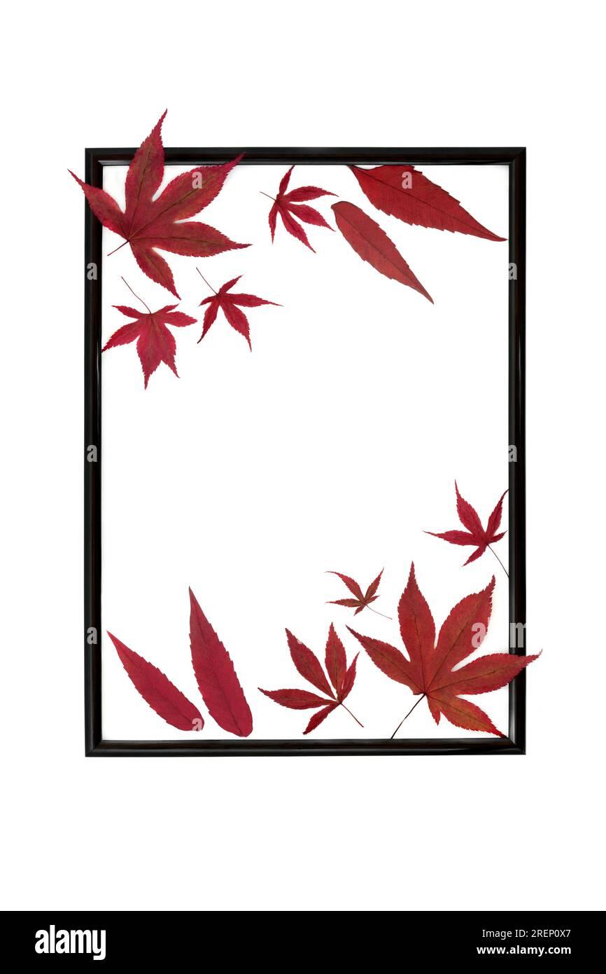 Red Maple laisse motif abstrait sur cadre noir sur fond blanc. Conception de feuille d'automne minimal pour carte, invitation, étiquette, menu, invitation. Banque D'Images