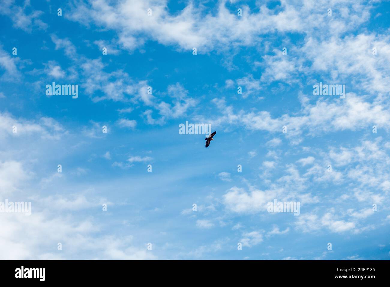 Le vautour de l'Himalaya ou vautour du griffon de l'Himalayaya (Gyps himalayensis) volant en solo au-dessus dans le ciel bleu. C'est un vautour de l'ancien monde originaire du Hi Banque D'Images