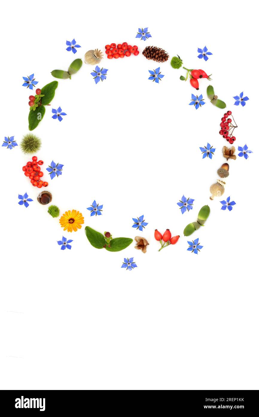 Couronne de Thanksgiving automne automne automne avec des fleurs, des noix, des têtes de graines de fruits de baies et des pommes de pin. Design sur fond blanc. Banque D'Images