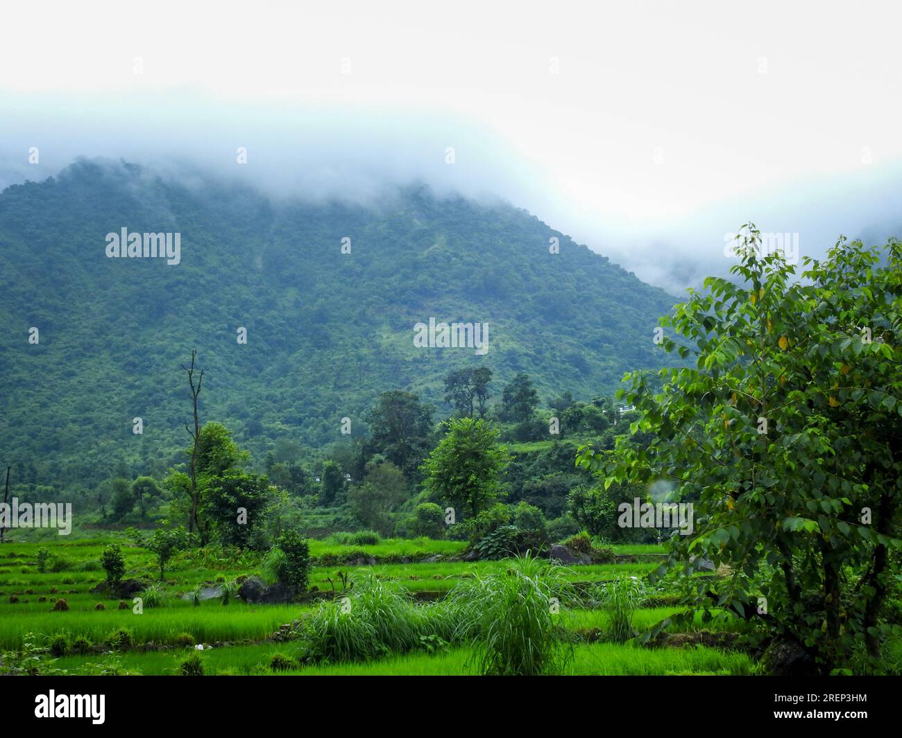 Montagnes brumeuses et vertes dans l'Himalaya pendant la saison de la mousson. Uttarakhand Inde. Banque D'Images