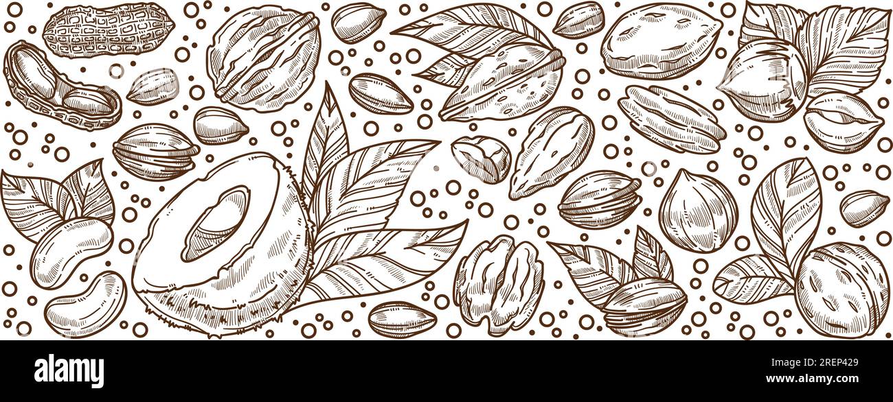 Amandes et noix, bannière nutritionnelle et de régime Illustration de Vecteur