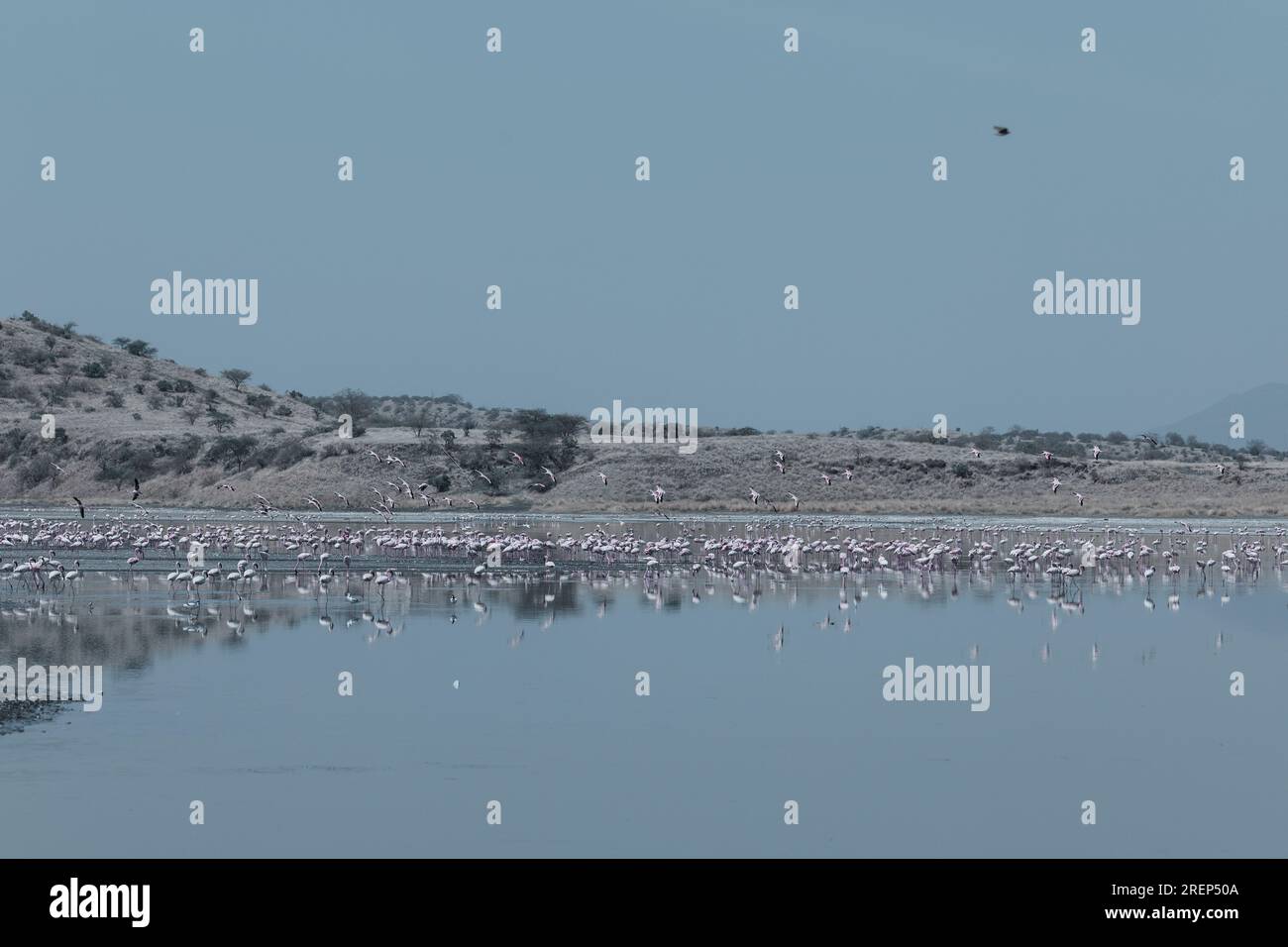 Lake Magadi Travel Adventures- Flamingots Home Banque D'Images